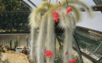 Monkey Tail Cactus.