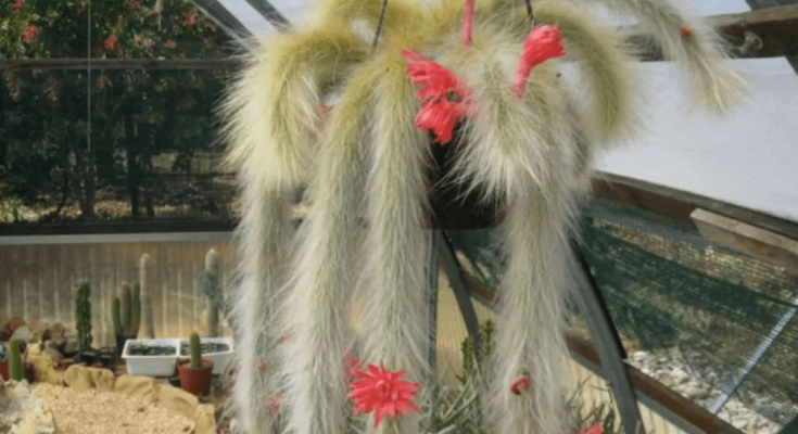 Monkey Tail Cactus.