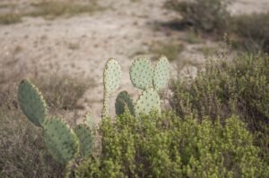 The Monkey Tail Cactus.